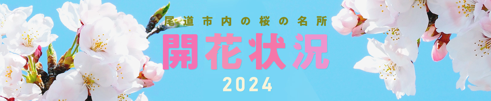 尾道市内の桜の名所、開花情報2024